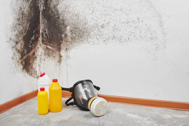 Best Mold Removal Company Near Me  in Auburn, MI