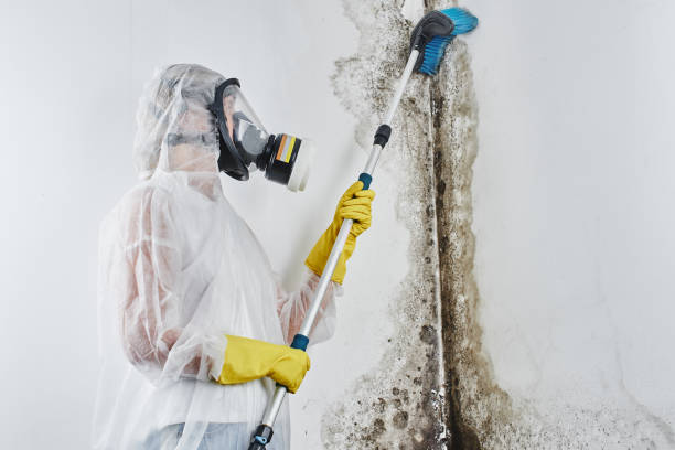 Best Home Mold Removal  in Auburn, MI