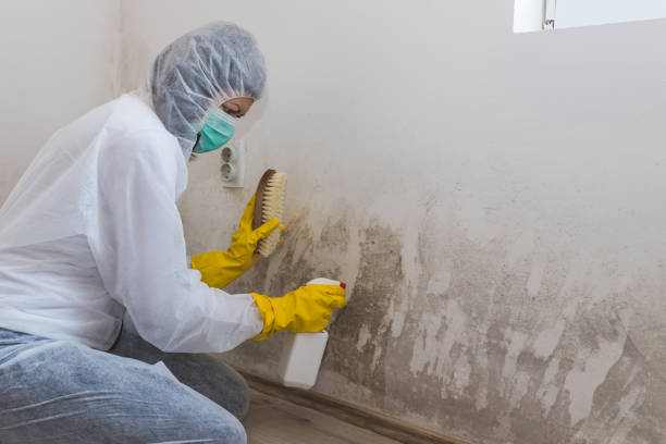 Best Attic Mold Removal  in Auburn, MI