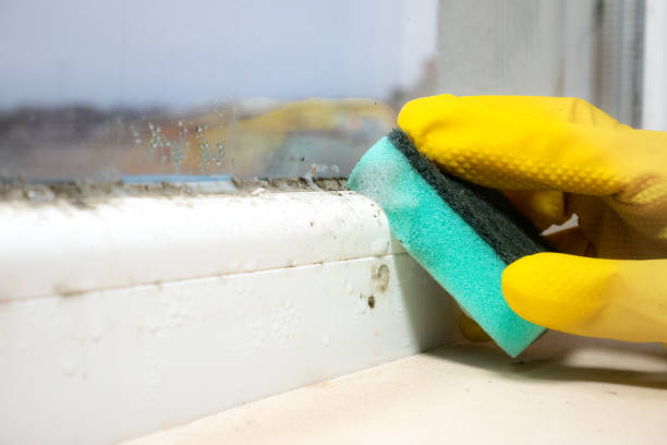 Best Certified Mold Removal  in Auburn, MI