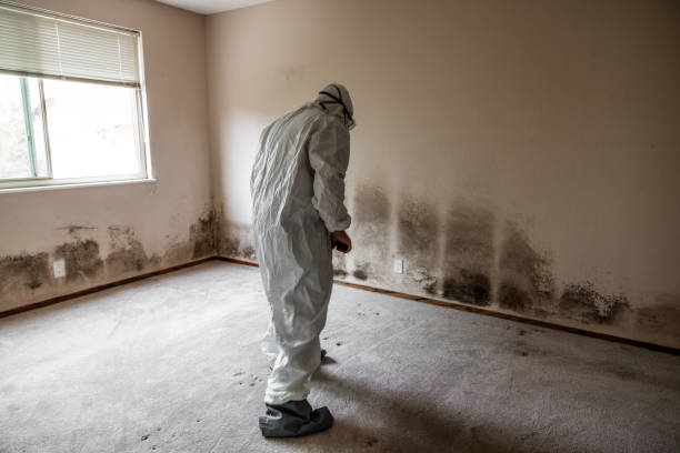 Best Mold Removal Company Near Me  in Auburn, MI