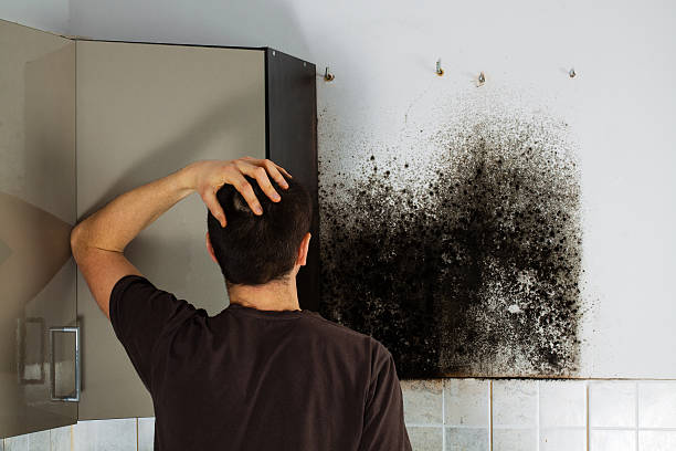 Reliable Auburn, MI Mold Removal Solutions