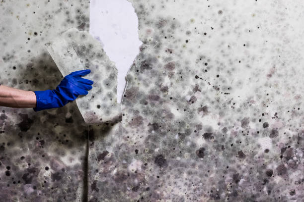 Best Emergency Mold Removal  in Auburn, MI