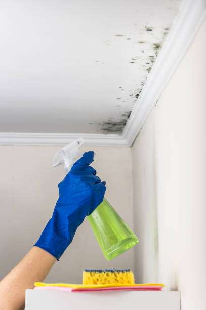 Best Same-Day Mold Removal  in Auburn, MI